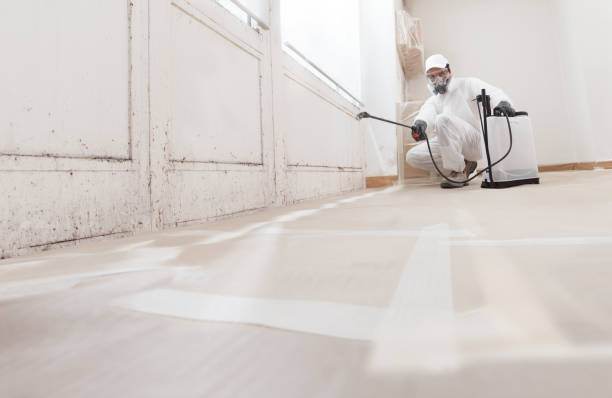 24/7 Emergency Mold Removal experts in Jamaica Plain, MA
