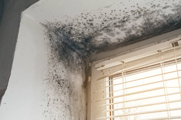 Affordable Mold Removal solutions in Jamaica Plain, MA